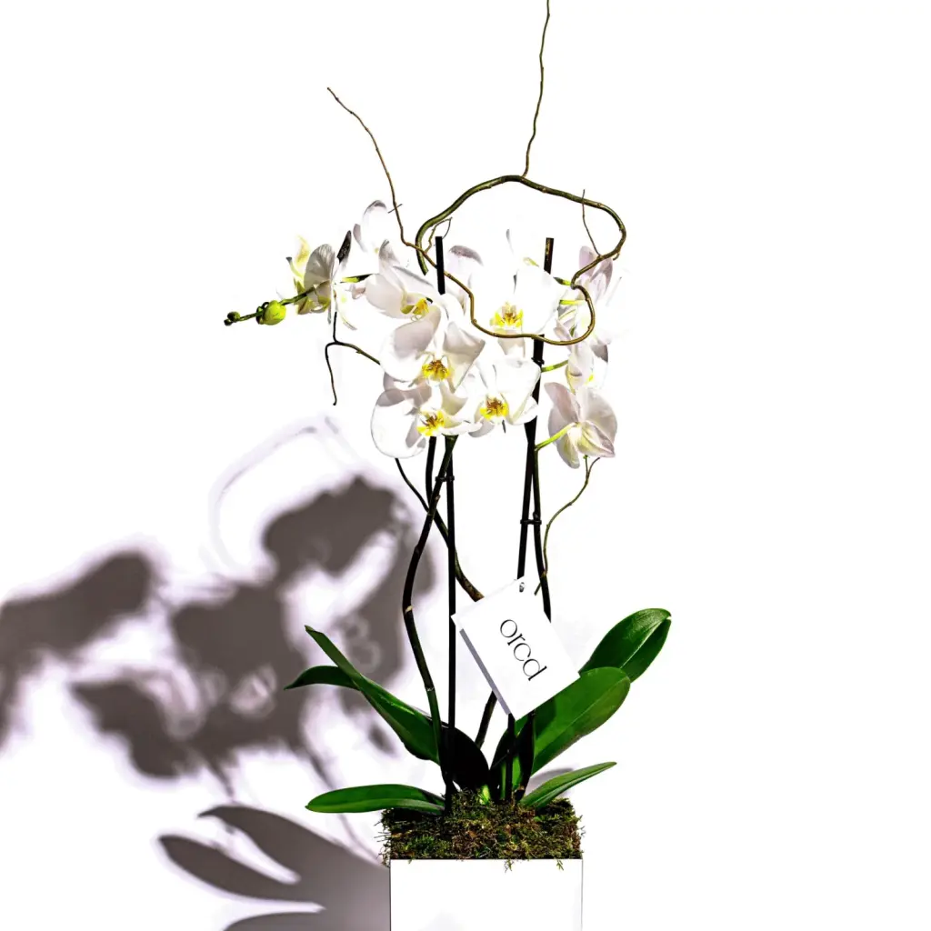 White orchid