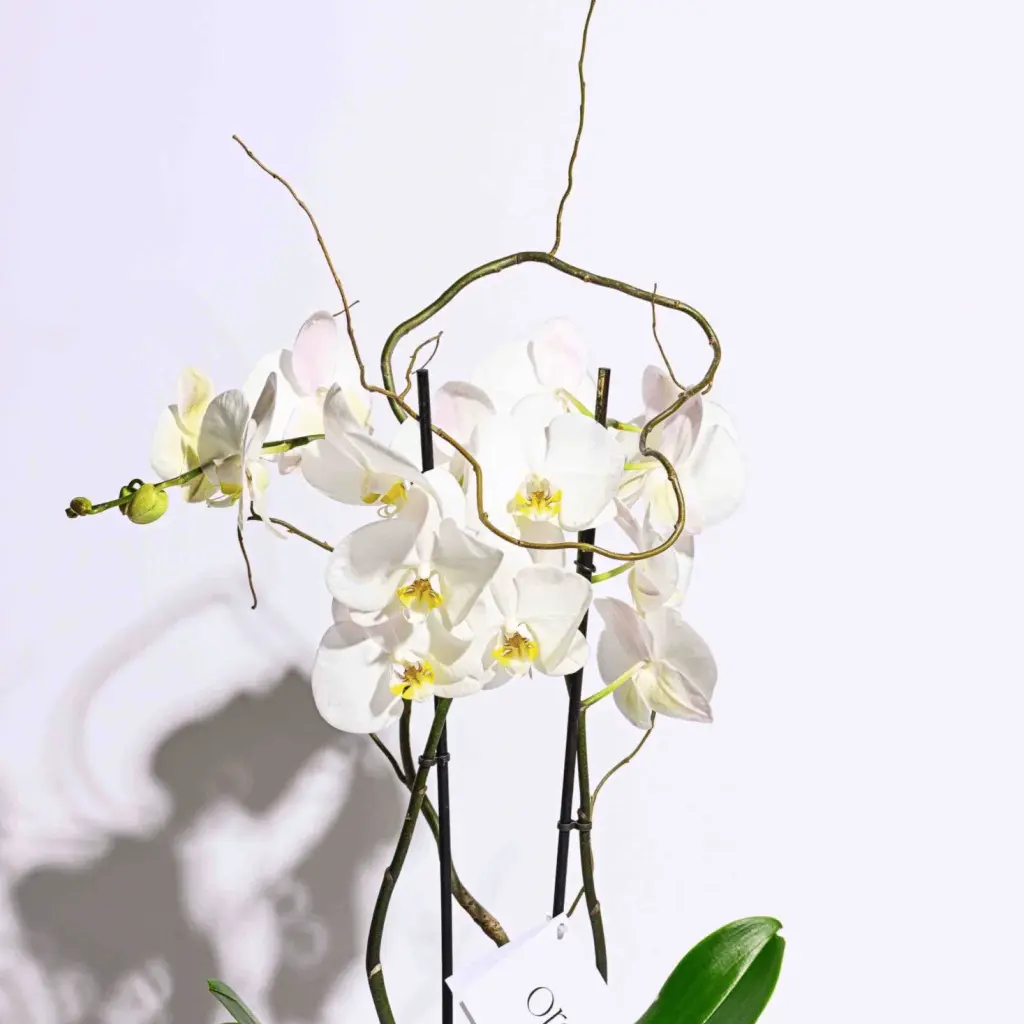 White orchid