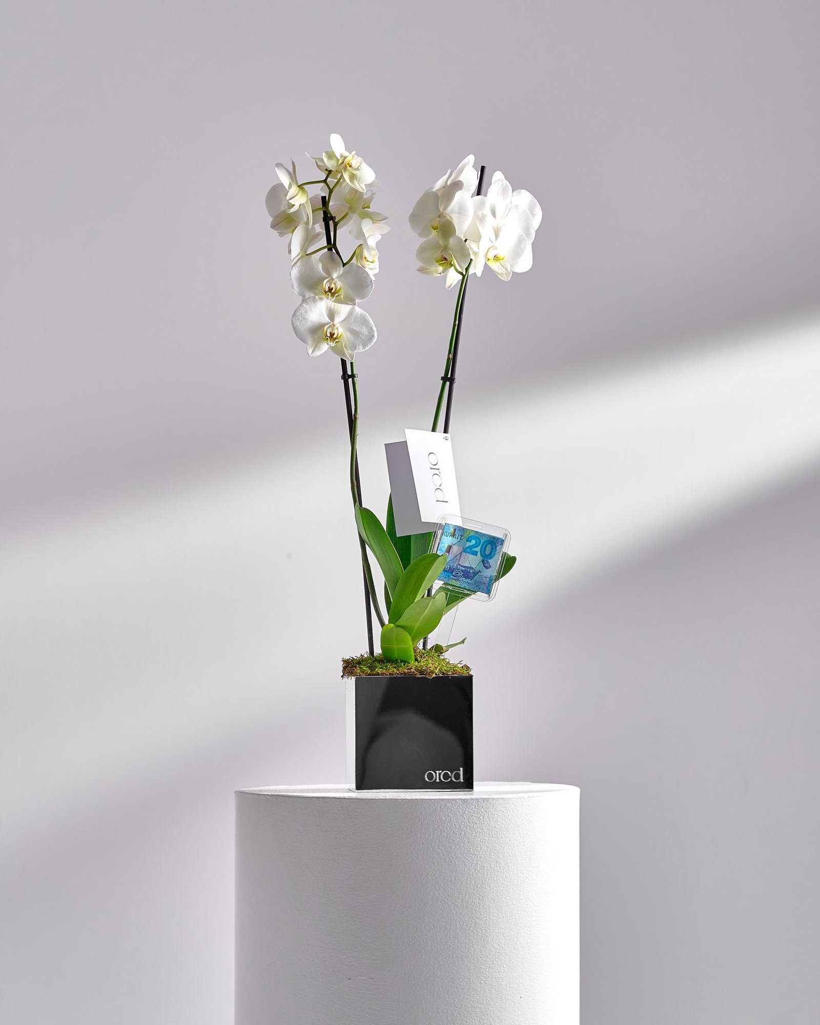 White Orchid with Cash Holder