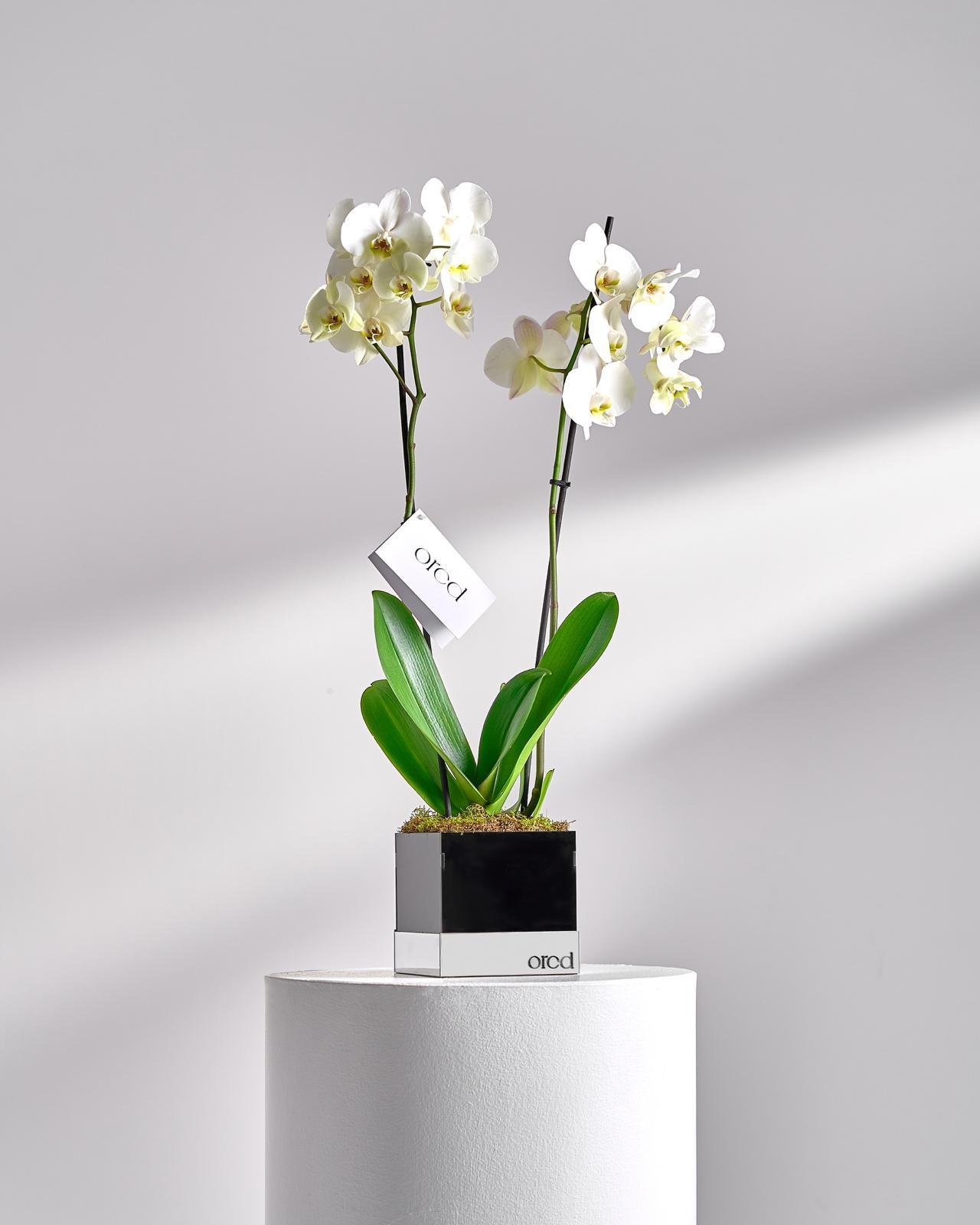 White orchid 2